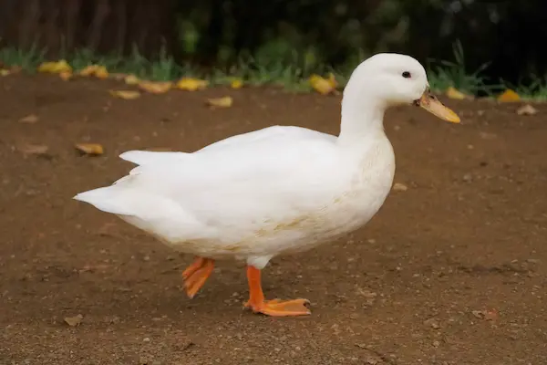 Duck (2)